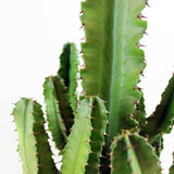 Cactus Candelabru 110 cm