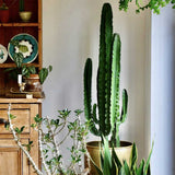 Cactus Candelabru 135 cm