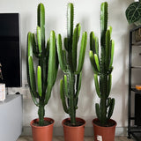 Cactus Candelabru - 110 cm