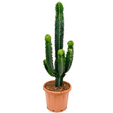 Cactus Candelabru 150 cm - VERDENA - 150 cm inaltime, ghiveci de 10 l