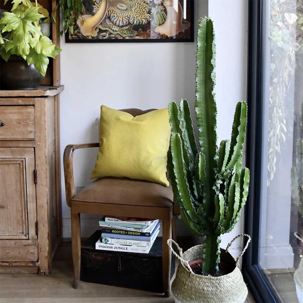 Cactus Candelabru - 70 cm