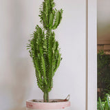 Cactus Candelabru - 95 cm