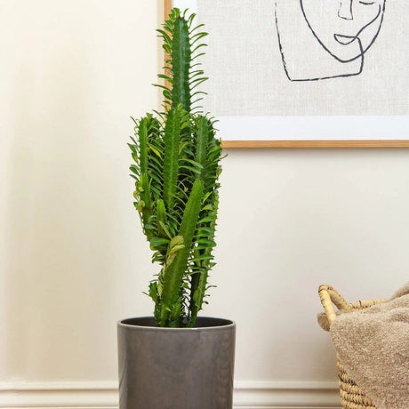 Африкански канделабрен кактус Euphorbia trigona, зелени стъбла, скулптурен вид, без бодли – 70 см