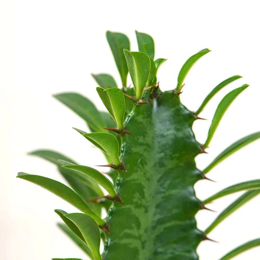 Африкански канделабрен кактус Euphorbia trigona, зелени стъбла, скулптурен вид, без бодли – 70 см