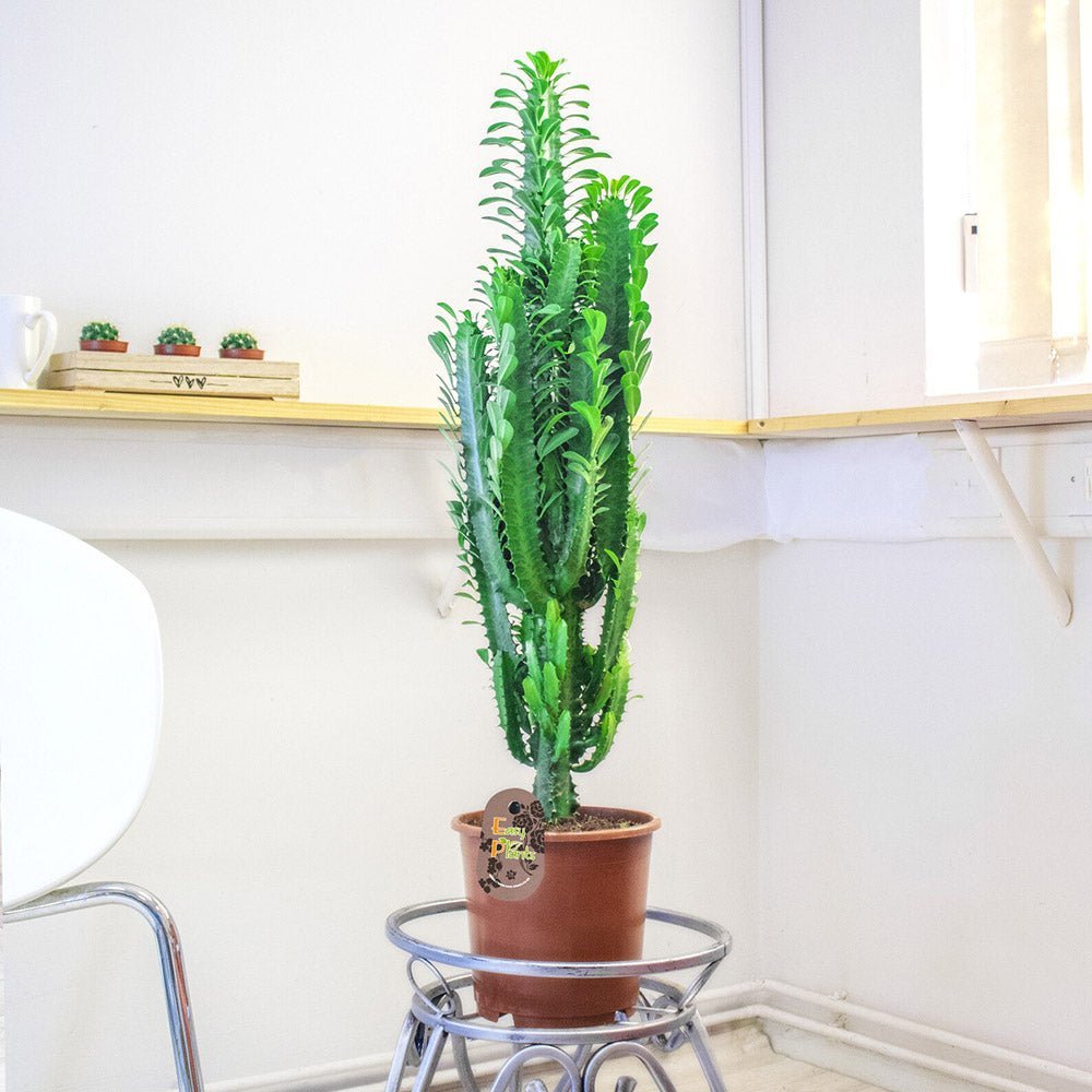 Африкански канделабрен кактус Euphorbia trigona, зелени стъбла, скулптурен вид, без бодли – 70 см