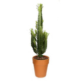 Африкански канделабрен кактус Euphorbia trigona, зелени стъбла, скулптурен вид, без бодли – 70 см