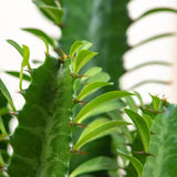 Африкански канделабрен кактус Euphorbia trigona, зелени стъбла, скулптурен вид, без бодли – 70 см