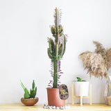 Cactus Candelabru Trigona Rubra - 70 cm