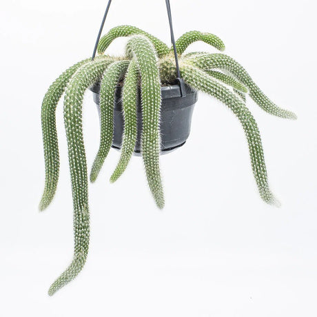 Кактус Monkey Tail (Hildewinter) - 25 см