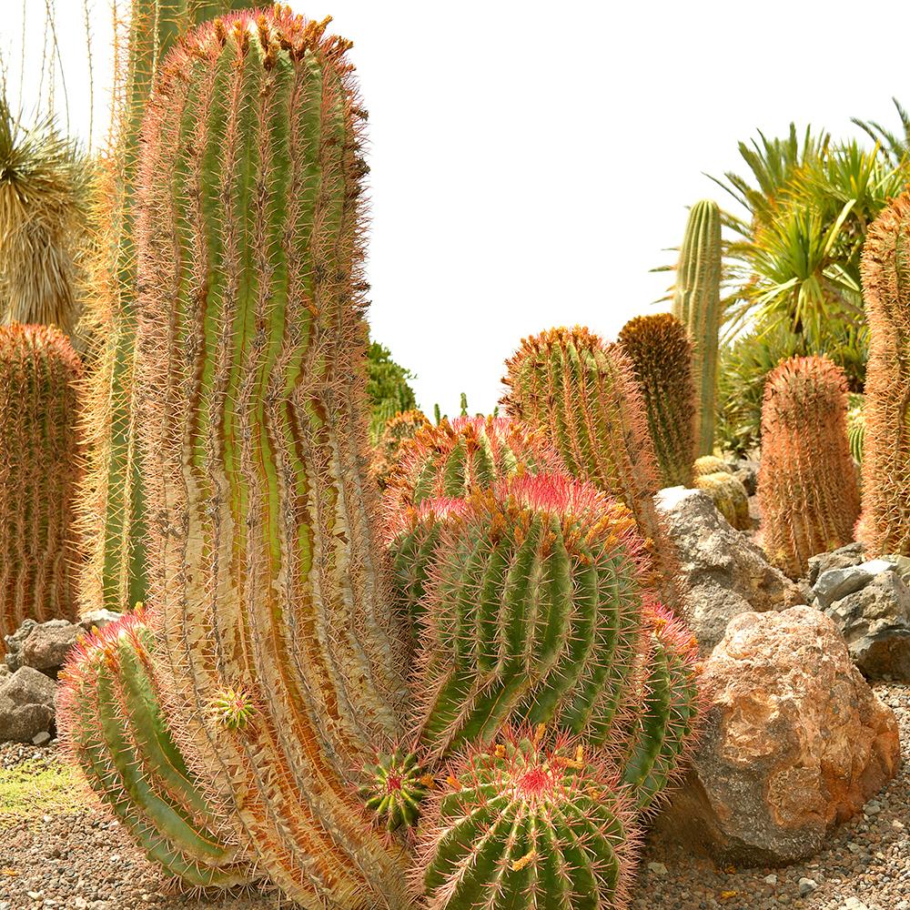 Cactus (Ferocactus Stainesii) - 35 cm