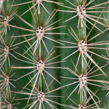 Cactus Gigant Mexican Pachycereus pringlei