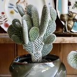 Cactus Opuntia Albispina