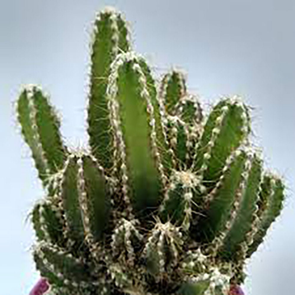 Cactus Peruvianus Florida - 15 cm