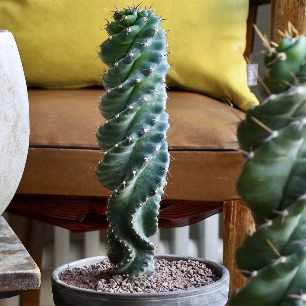 Кактус тирбушон (Cereus Spirales), впечатляващ спираловиден кактус, екзотичен и модерен акцент