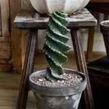 Кактус Cereus spiralis, 35 см – зрелищен кактус със спирално стъбло, екзотичен и модерен акцент