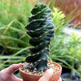 Кактус тирбушон (Cereus Spirales), впечатляващ спираловиден кактус, екзотичен и модерен акцент