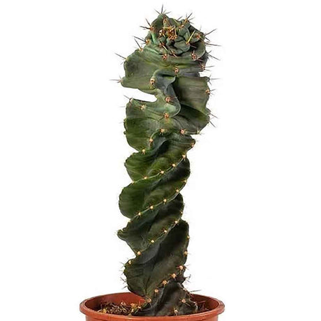 Кактус тирбушон (Cereus Spirales), впечатляващ спираловиден кактус, екзотичен и модерен акцент