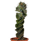 Кактус Cereus spiralis, 35 см – зрелищен кактус със спирално стъбло, екзотичен и модерен акцент