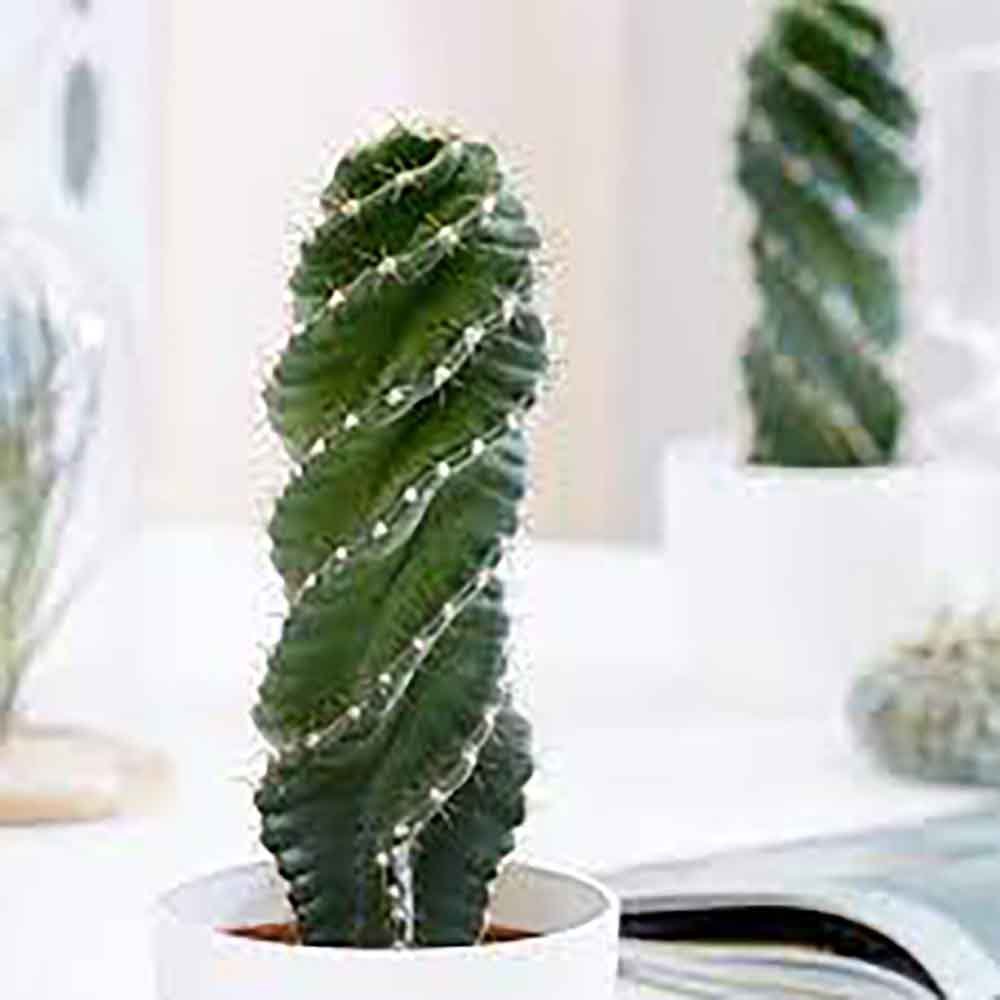 Кактус тирбушон (Cereus Spirales), впечатляващ спираловиден кактус, екзотичен и модерен акцент