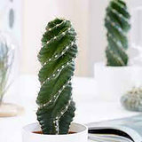 Кактус тирбушон (Cereus Spirales), впечатляващ спираловиден кактус, екзотичен и модерен акцент