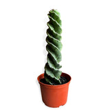 Кактус Cereus spiralis, 35 см – зрелищен кактус със спирално стъбло, екзотичен и модерен акцент
