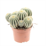 Cactus Noto Warassi, cactus globular exotic de interior, cu flori galbene, planta decorativa rara