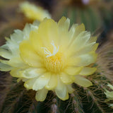 Cactus Noto Warassi, cactus globular exotic de interior, cu flori galbene, planta decorativa rara