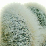 Cactusul Torta de Argint (Cleistocactus strausii)