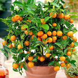Мандарина джудже Calamondin, с кисели-сладки плодове, доставя се с узрели плодове