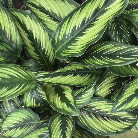 Молещо се растение Calathea Beauty Star, с тъмнозелени листа с бели и розови ивици – 25-35 см