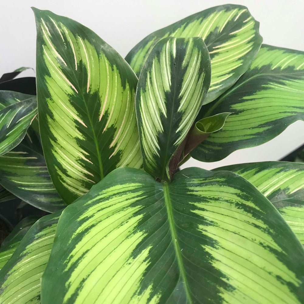 Молещо се растение Calathea Beauty Star, с тъмнозелени листа с бели и розови ивици – 25-35 см