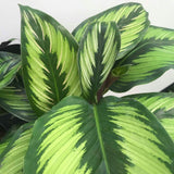 Молещо се растение Calathea Beauty Star, с тъмнозелени листа с бели и розови ивици – 25-35 см