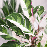 Planta Paun Calathea Fusion White, cu frunze Tricolor - 60 cm