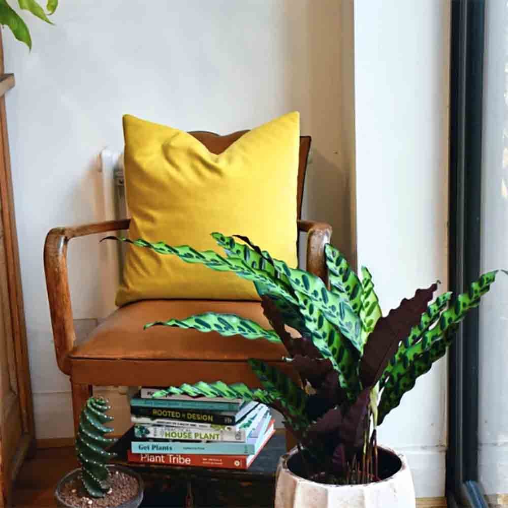 Calathea Insignis (Lancifolia) - 30-40 cm