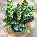 Calathea Insignis - 60 cm