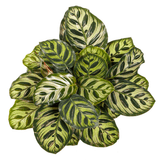 Calathea Makoyana - 50 cm