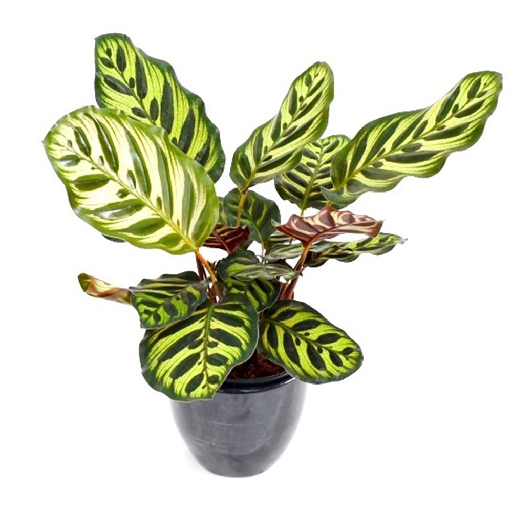 Calathea Makoyana - 80 cm - VERDENA - 80 cm inaltime, ghiveci de 5 l