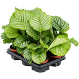 Calathea Orbifolia - 30 cm