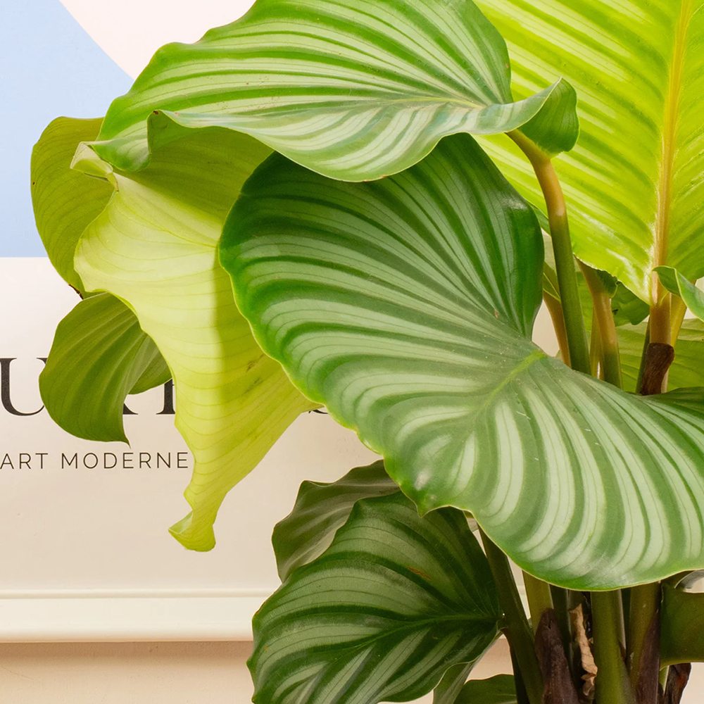 Calathea Orbifolia - 45 cm