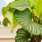 Calathea Orbifolia - 45 cm