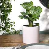 Calathea Orbifolia - 45 cm