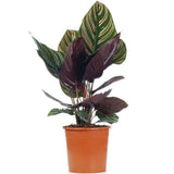 Planta Care Se Roaga (Calathea Ornata) - 45 cm