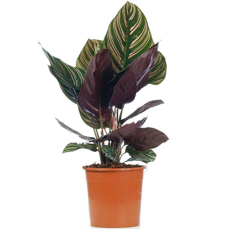 Planta Care Se Roaga (Calathea Ornata) - 45 cm