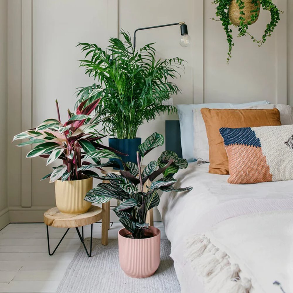 Calathea Tricolor Triostar (Stromanthe sanguinea Triostar) - 40 cm