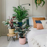 Calathea Tricolor Triostar (Stromanthe sanguinea Triostar) - 40 cm