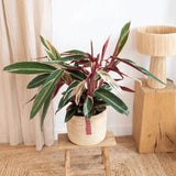 Calathea Tricolor Triostar (Stromanthe sanguinea Triostar) - 40 cm