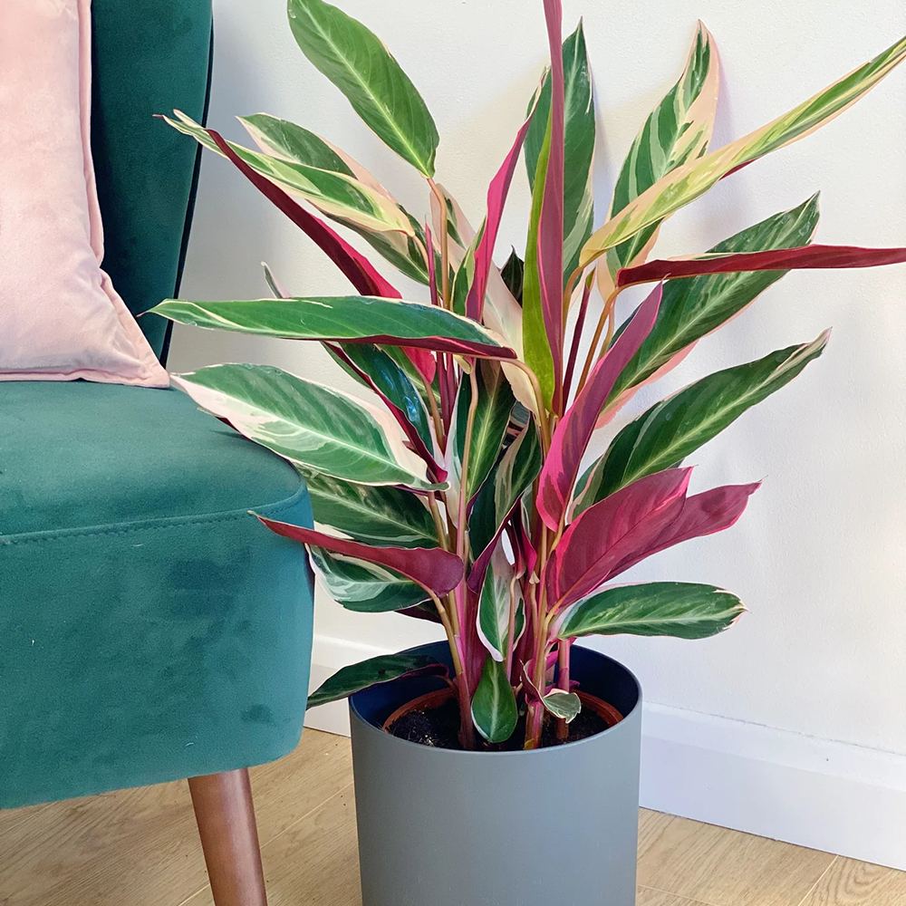 Calathea Tricolor Triostar (Stromanthe sanguinea Triostar) - 40 cm