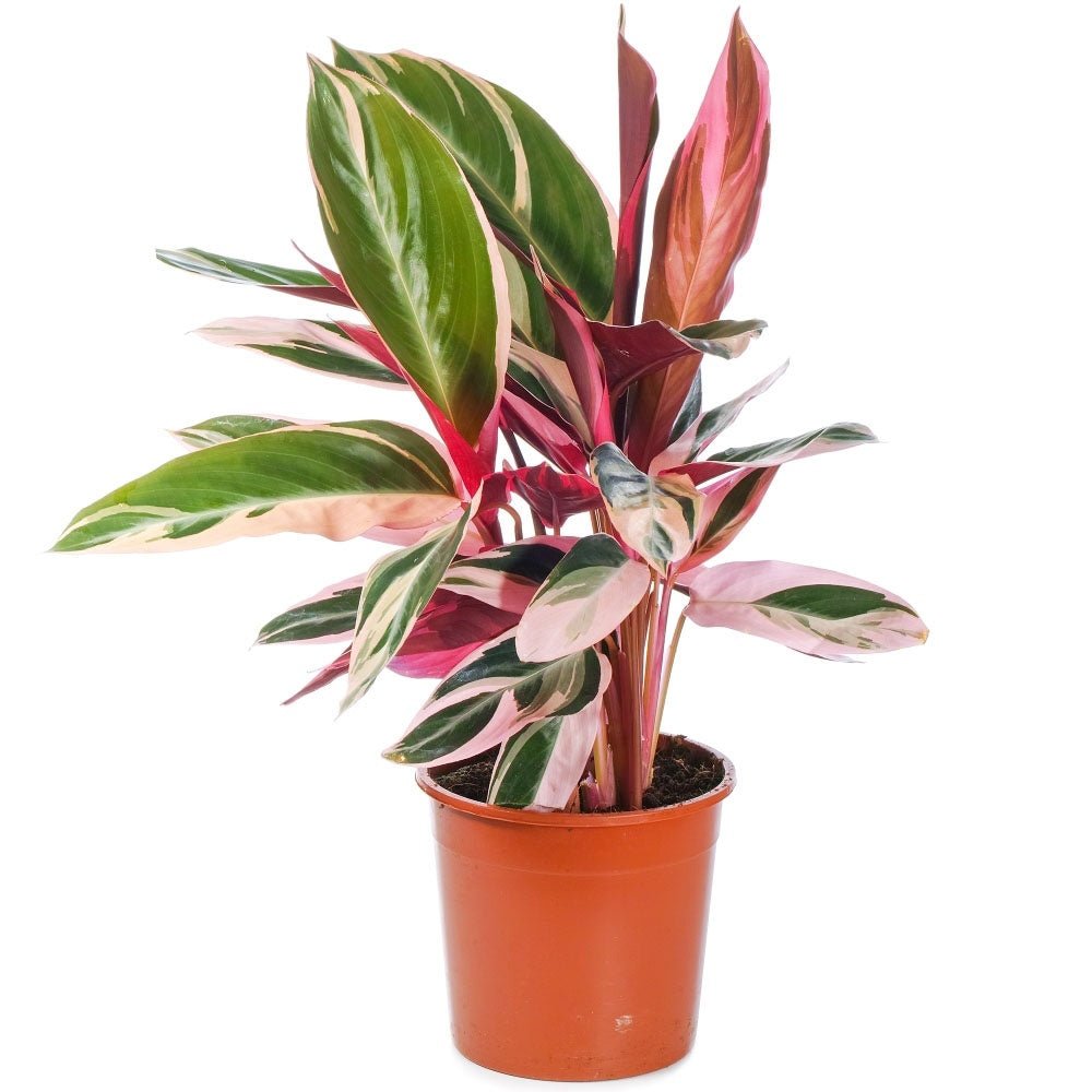Calathea Tricolor Triostar (Stromanthe sanguinea Triostar) - 40 cm