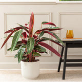 Calathea Tricolor Triostar (Stromanthe sanguinea Triostar) - 40 cm