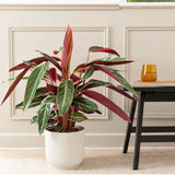 Calathea Tricolor Triostar (Stromanthe sanguinea Triostar) - 40 cm